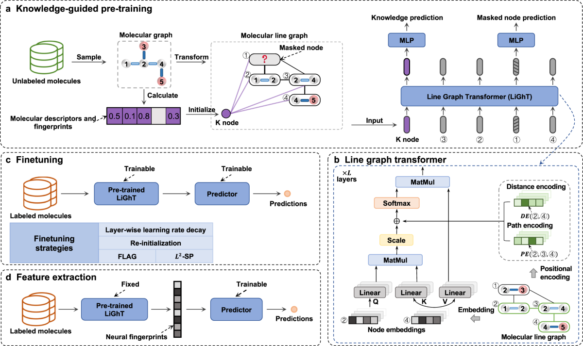 A knowledge-guided pre-training framework for improving molecular representation learning | Nature Communications